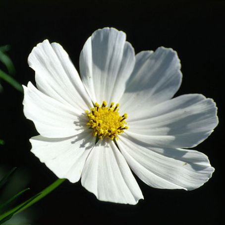 cosmos 4 - fluturas