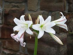../plante-si-flori/photos/gradina/crinum-9319719.jpg