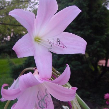crinum 2 - crin