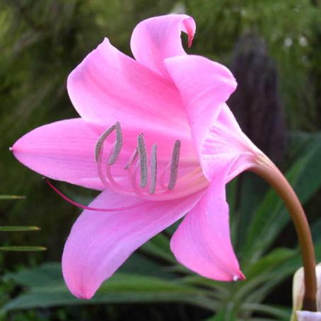 crinum 1 - crin