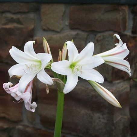 crinum 5 - crin