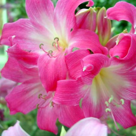 crinum 4 - crin