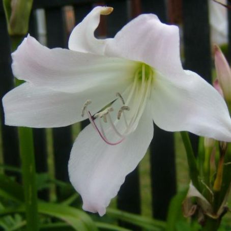 crinum 3 - crin