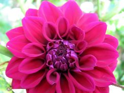 dahlia-dalia