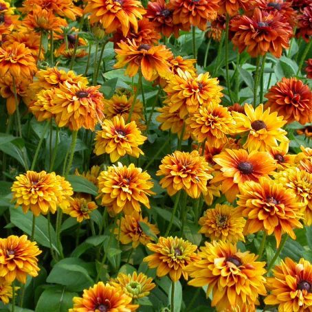 dahlia 5 - dalia