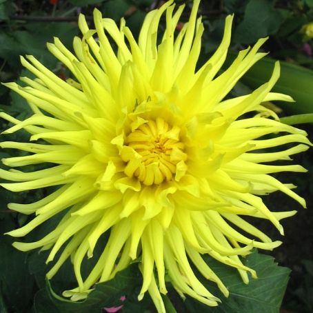 dahlia 3 - dalia