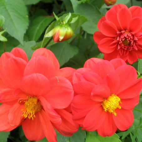 dahlia 4 - dalia