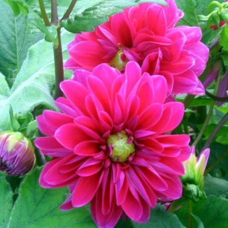 dahlia 2 - dalia