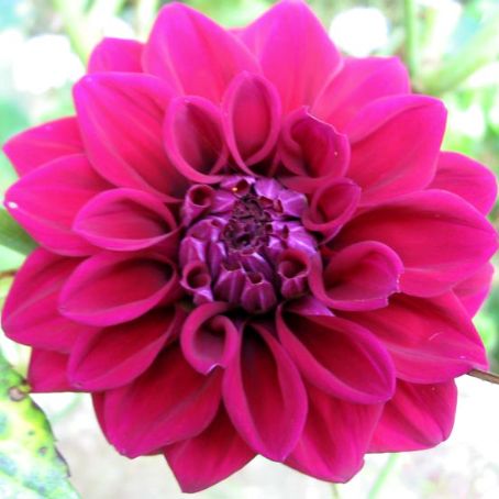 dahlia 1 - dalia