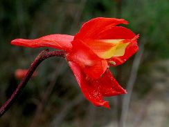 delphinium-nemtisor