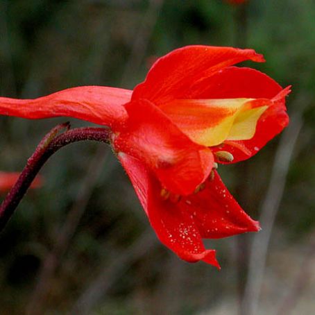 delphinium 1 - nemtisor