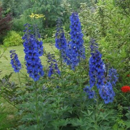 delphinium 5 - nemtisor