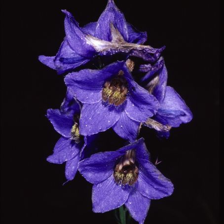 delphinium 4 - nemtisor