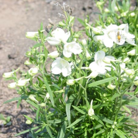 delphinium 3 - nemtisor