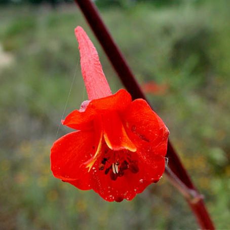 delphinium 2 - nemtisor