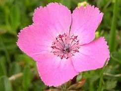 dianthus-garofite