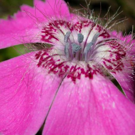 dianthus 1 - garofite