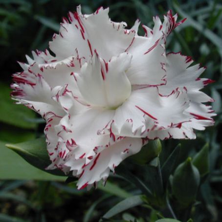 dianthus 5 - garofite