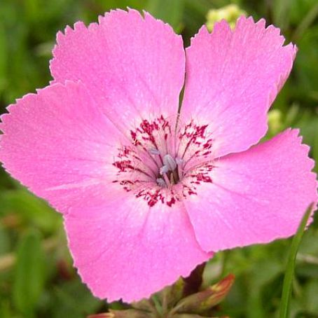 dianthus 2 - garofite