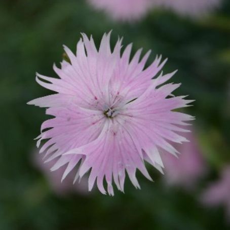 dianthus 3 - garofite