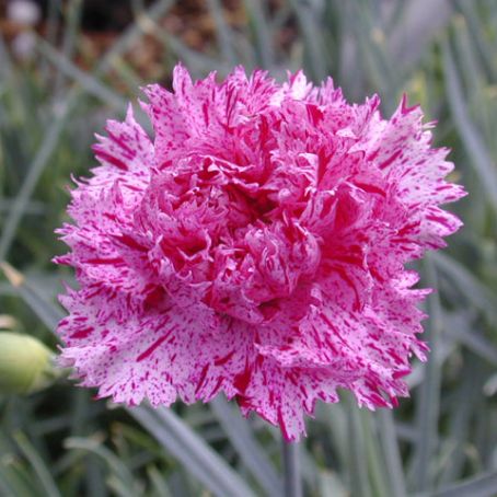 dianthus 4 - garofite