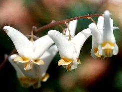 dicentra-cerceii-doamnei