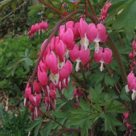 dicentra 2 - cerceii doamnei