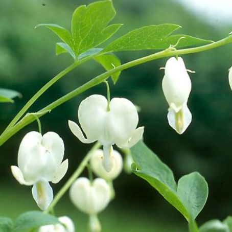 dicentra 3 - cerceii doamnei