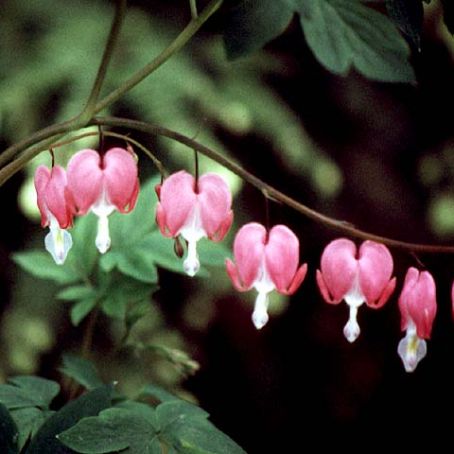 dicentra 5 - cerceii doamnei