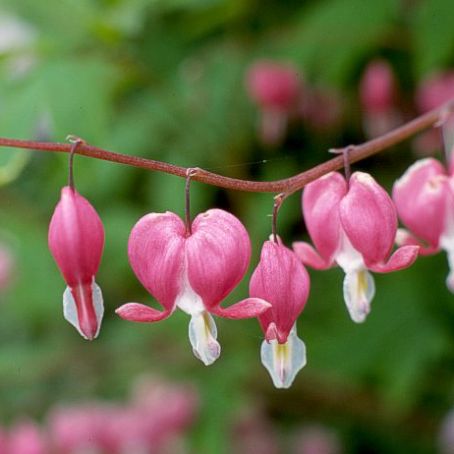 dicentra 1 - cerceii doamnei