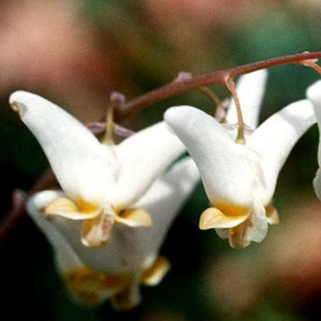 dicentra 4 - cerceii doamnei