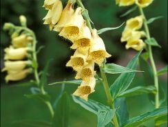digitalis-degetel