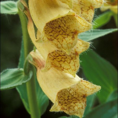 digitalis 4 - degetel