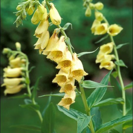 digitalis 2 - degetel