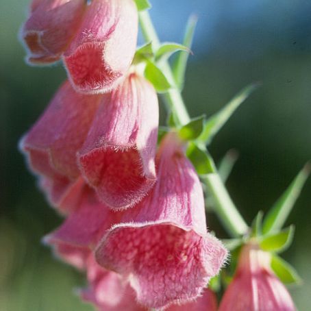 digitalis 5 - degetel