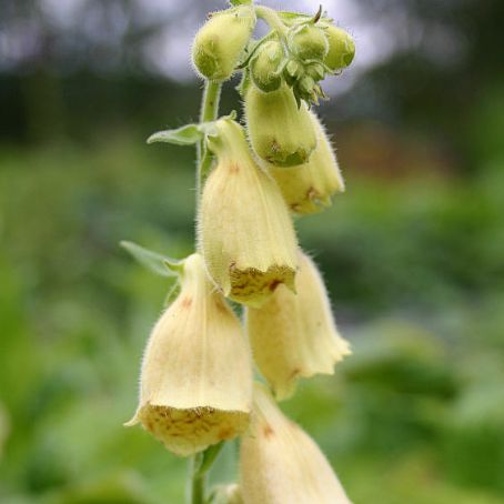 digitalis 1 - degetel