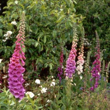 digitalis 3 - degetel