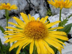 doronicum-iarba-ciutei