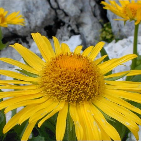 doronicum 2 - iarba ciutei