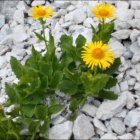 doronicum 3 - iarba ciutei