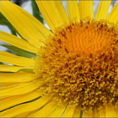 doronicum 1 - iarba ciutei
