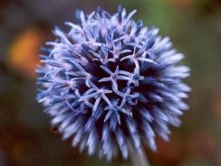 echinops-maciuca-ciobanului