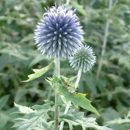 echinops 4 - maciuca ciobanului