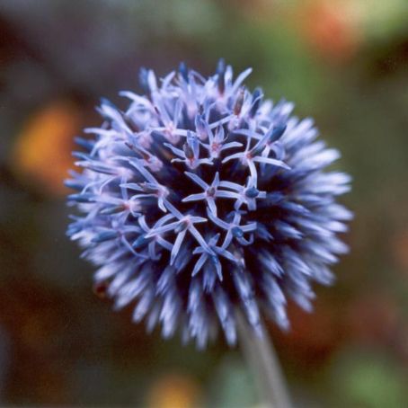 echinops 1 - maciuca ciobanului