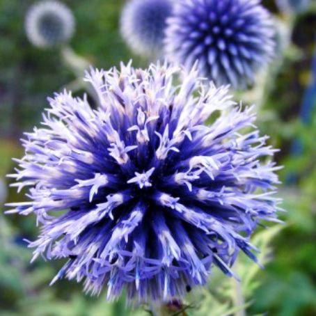 echinops 2 - maciuca ciobanului