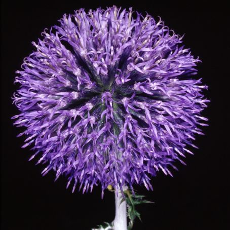 echinops 3 - maciuca ciobanului