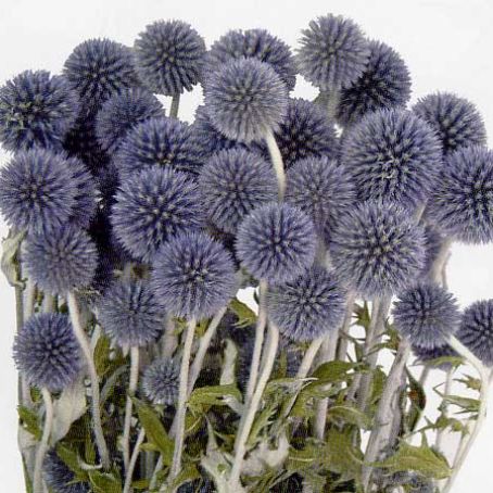 echinops 5 - maciuca ciobanului
