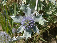 eryngium-scai