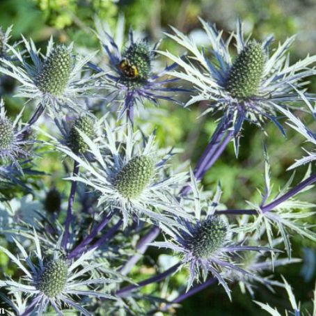 eryngium 2 - scai