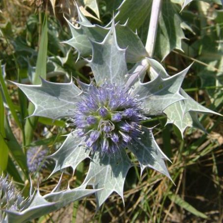 eryngium 3 - scai